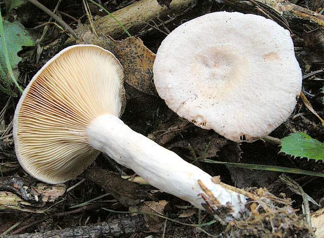 La grande siccita''....ma qui i funghi spuntano lo stesso !